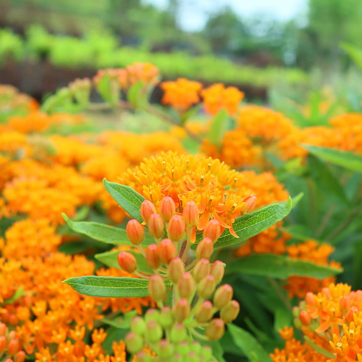 [orange color]