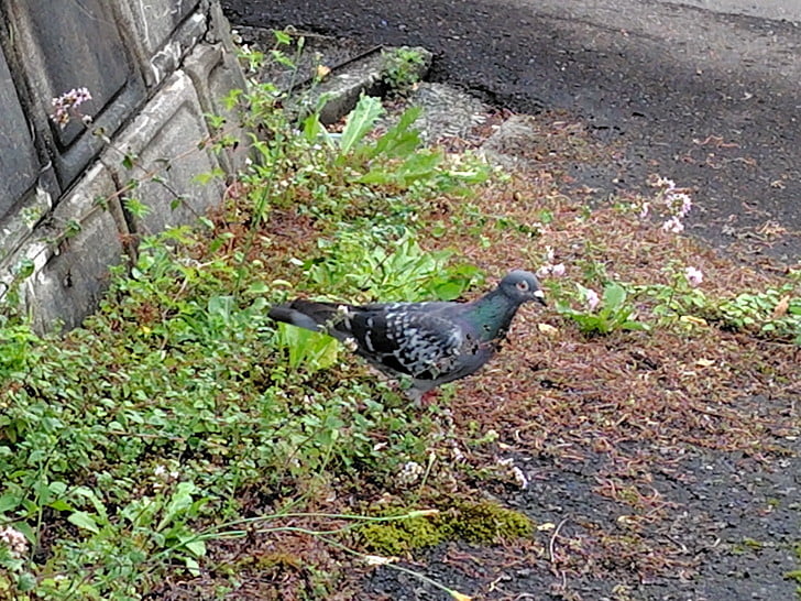 はとぽっぽー