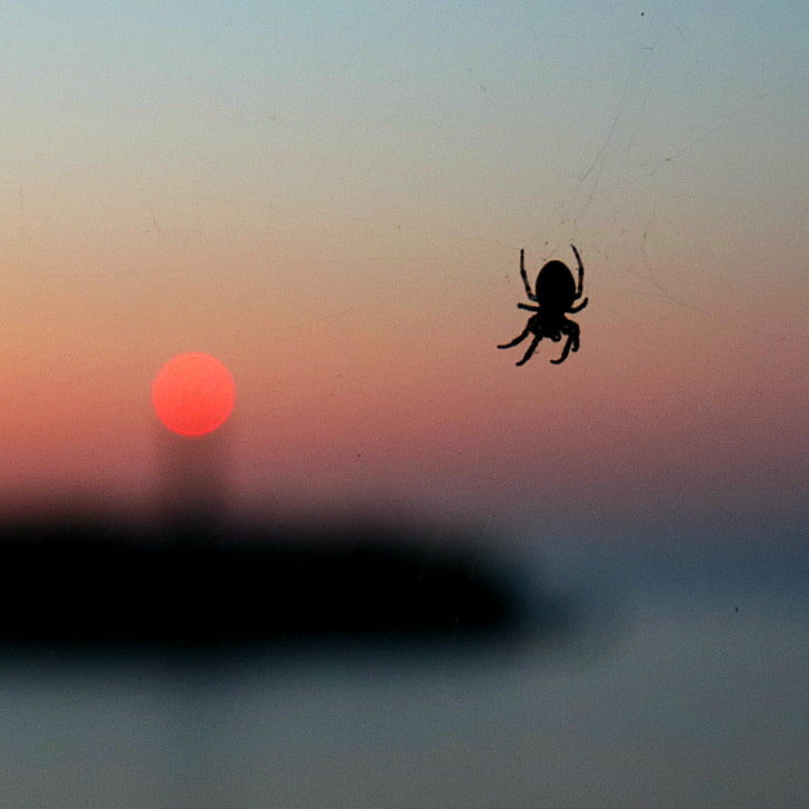 [spider]