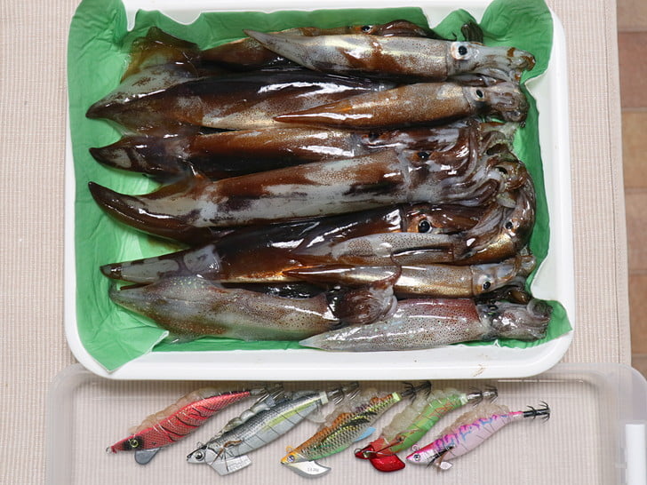 イカす釣果