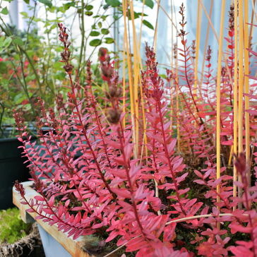 [エゾミソハギ]