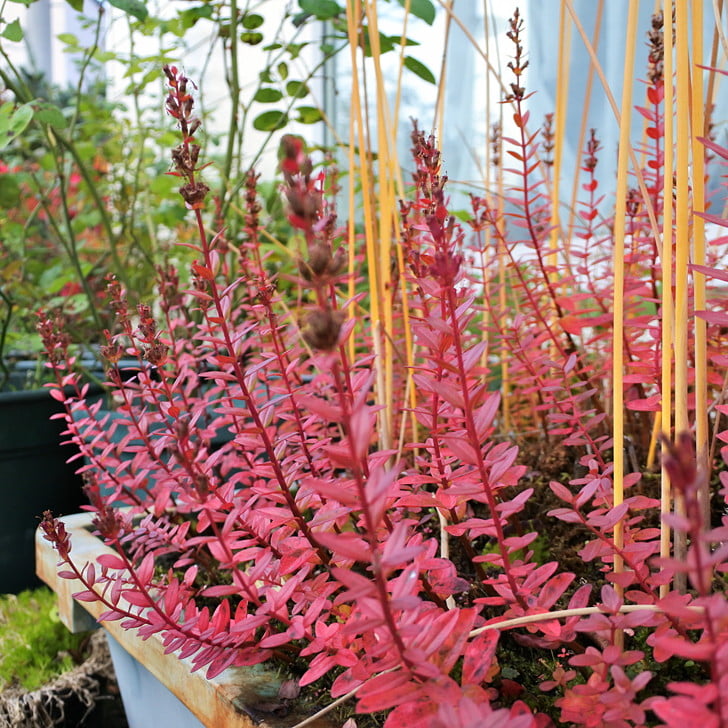 [エゾミソハギ]