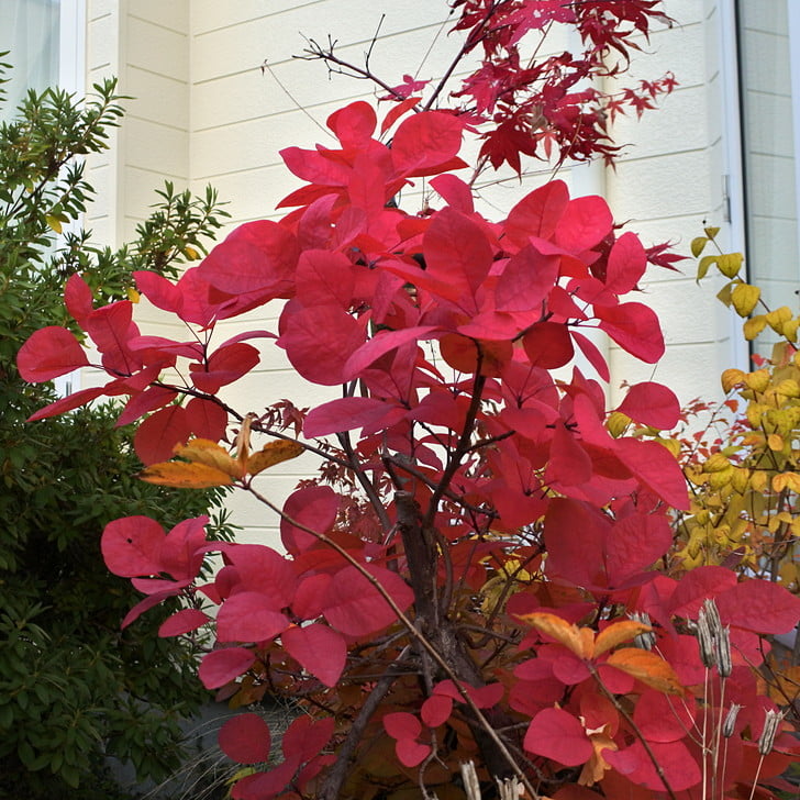 [スモークツリーの紅葉]