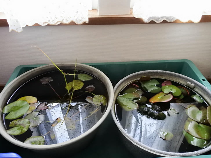 早めにメダカ仕舞い