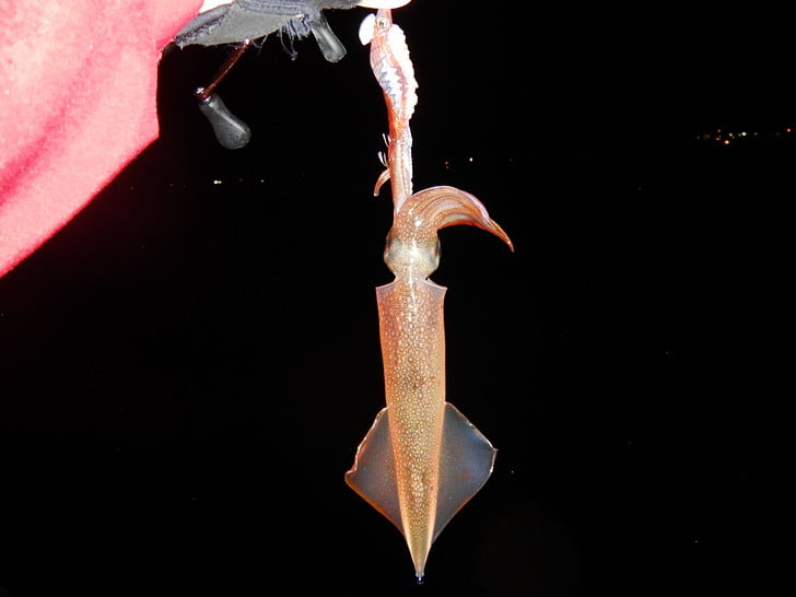 エサ巻きで存在確認