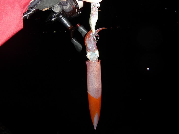 今日は渋めかも