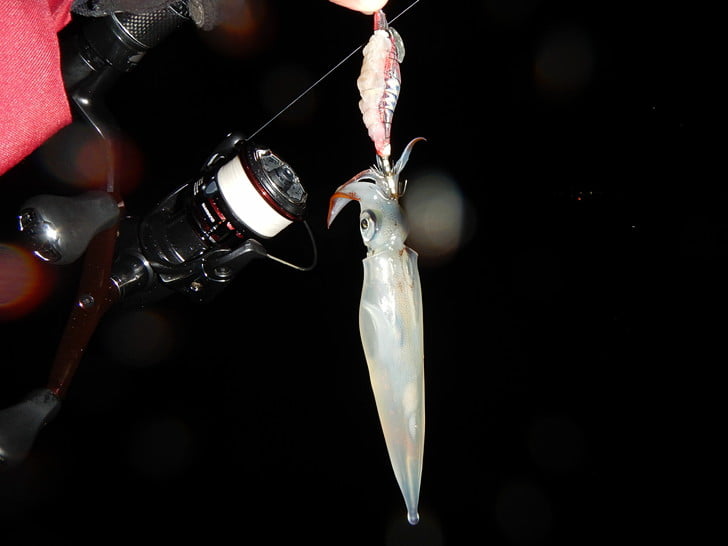 エサも使っていく