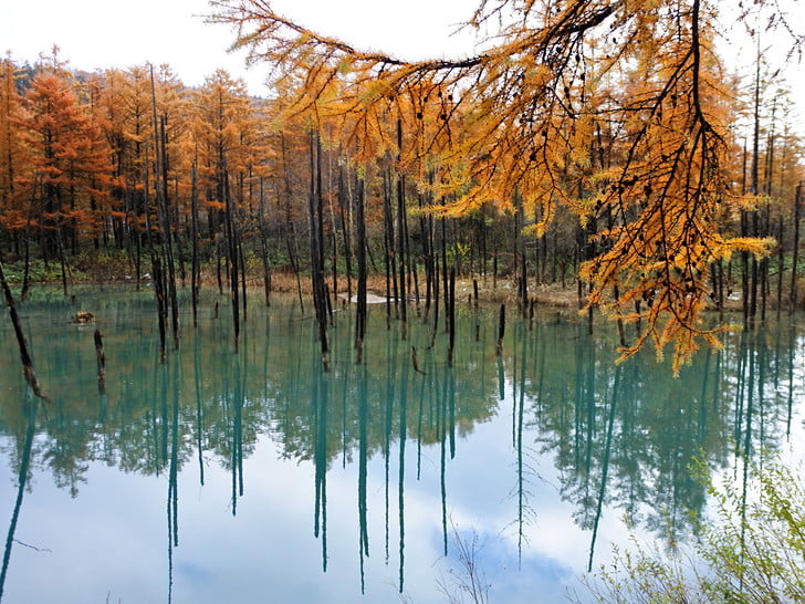 カラマツの黄葉と青い池