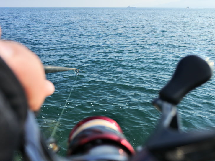 マメの群れいない・・