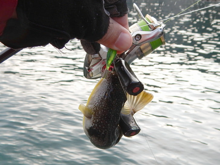 まだまだフグ元気