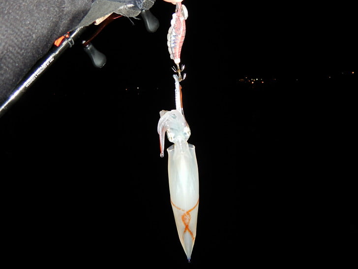 エサ巻きでなんとか