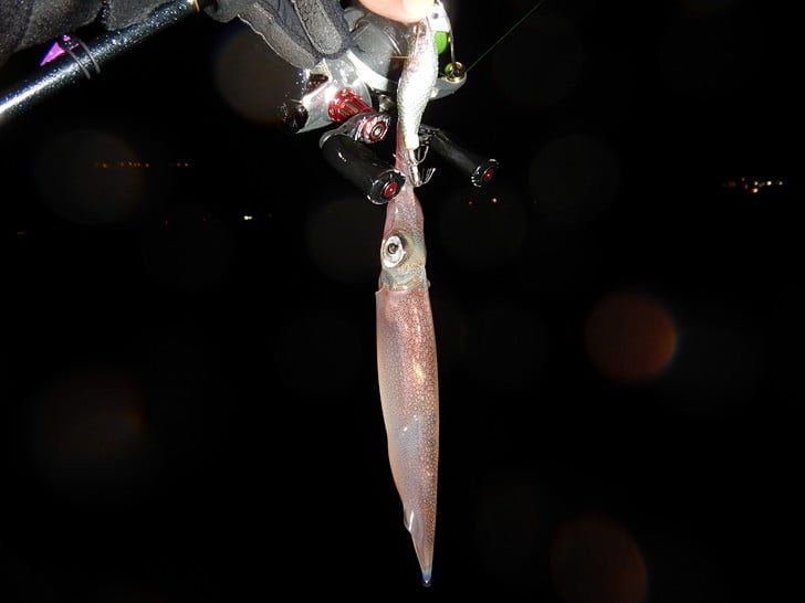 嵐のあとに・・