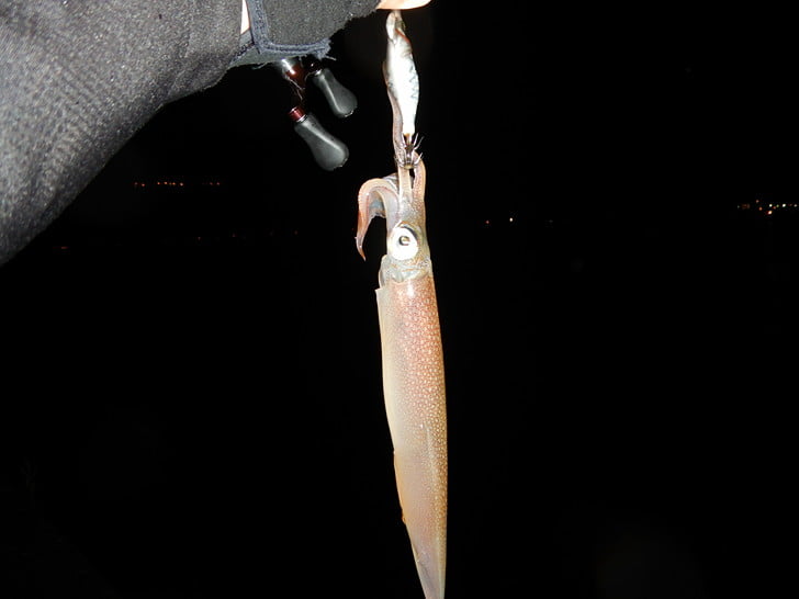 当たりエギ発見