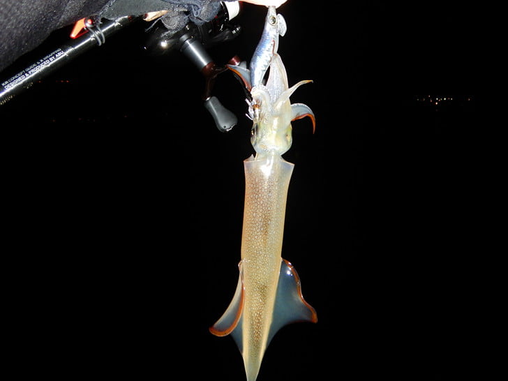 無茶苦茶ジャークで連発