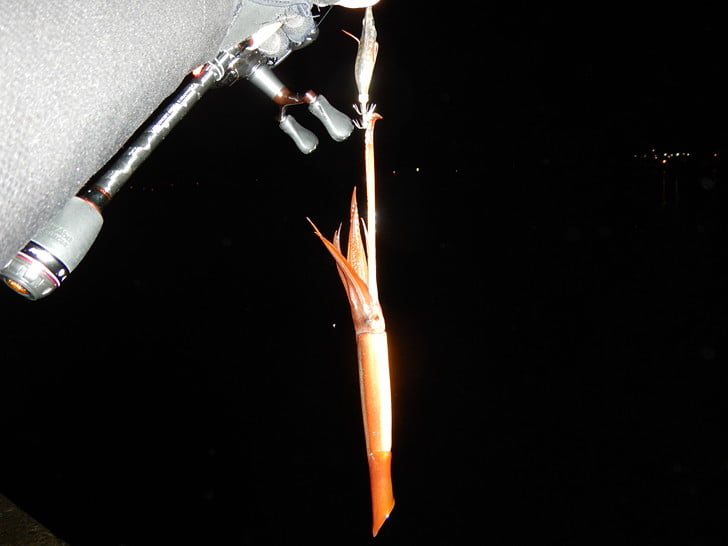 回収巻きを触腕ストップ