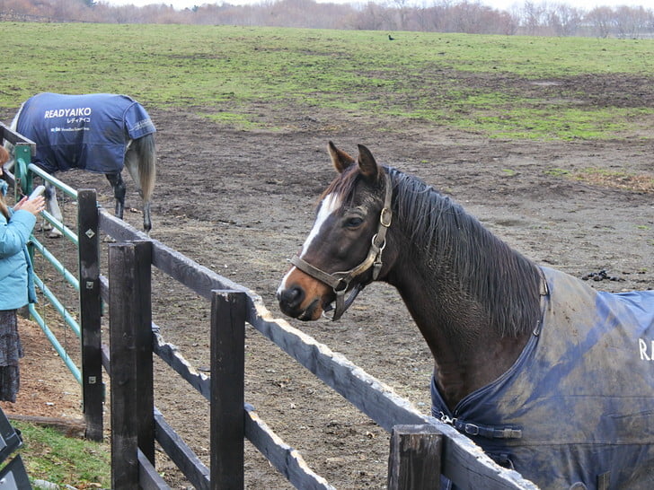 馬とのふれあい