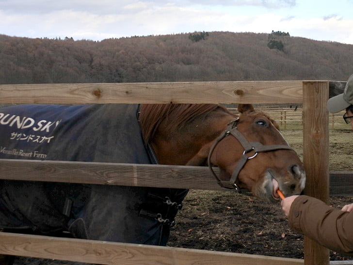 買ったにんじんをあげてみた