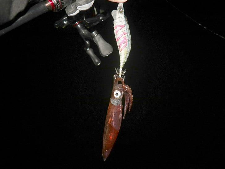 キビナゴ餌に来た