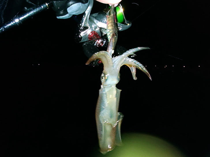 エサなしに切替え