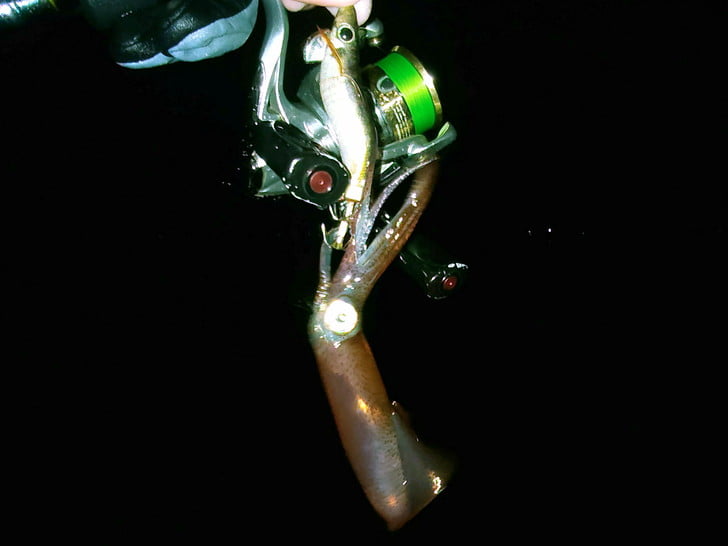 ポツポツ釣れ続く