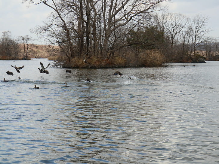 水鳥たくさん