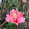 [ハイビスカス]