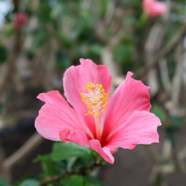 [ハイビスカス]