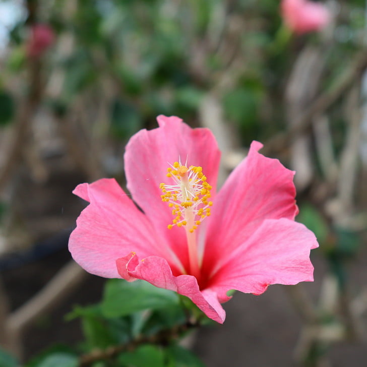 [ハイビスカス]