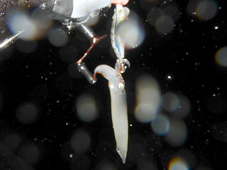 キビナゴ餌でなんとか・・