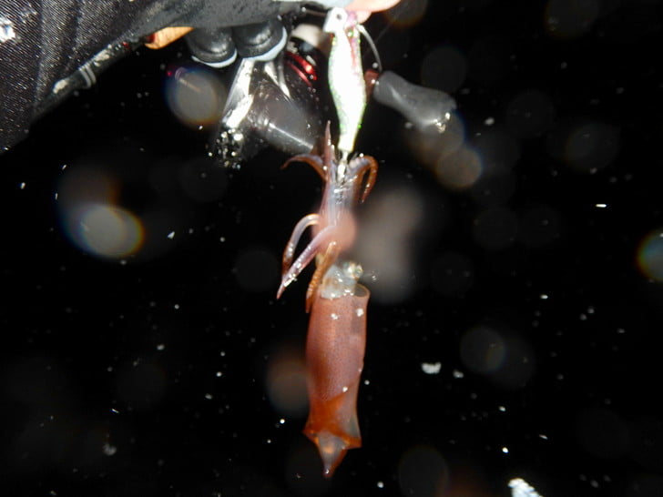 光の外にマメがいた