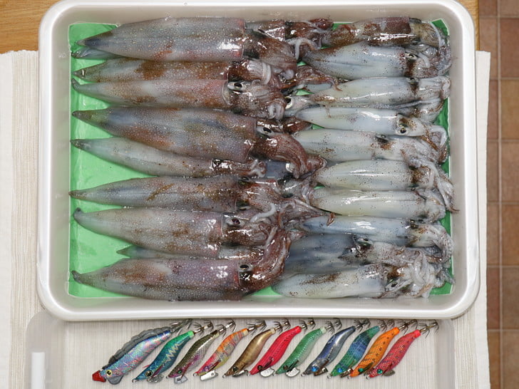 ヤリマメほぼ半々