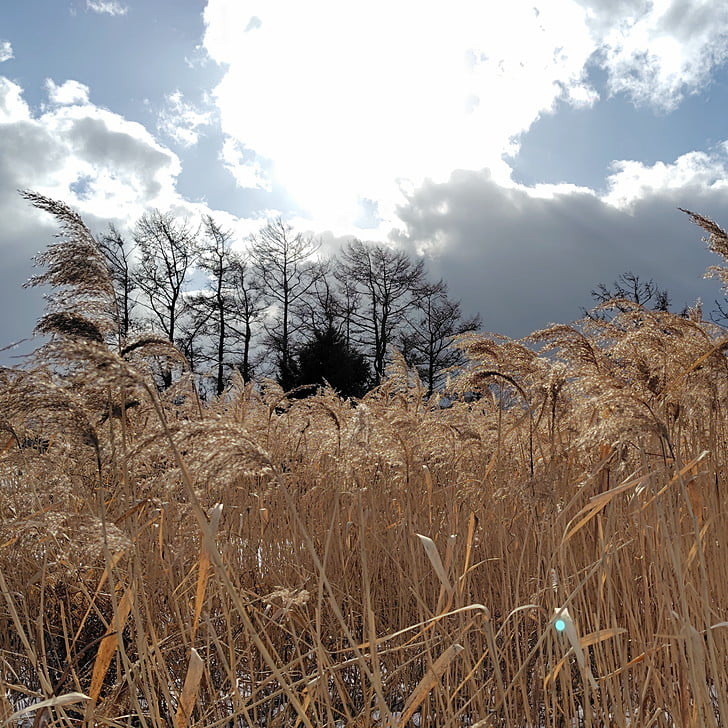 [初冬の葦原]