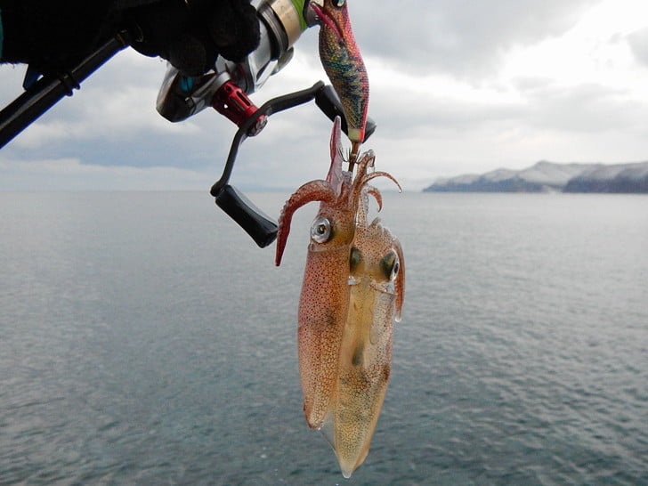 マメマメだった