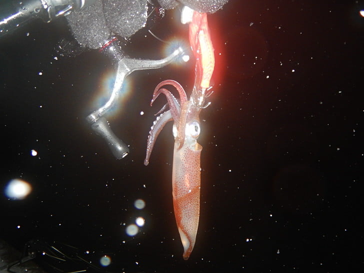 まとも写真撮れない・・