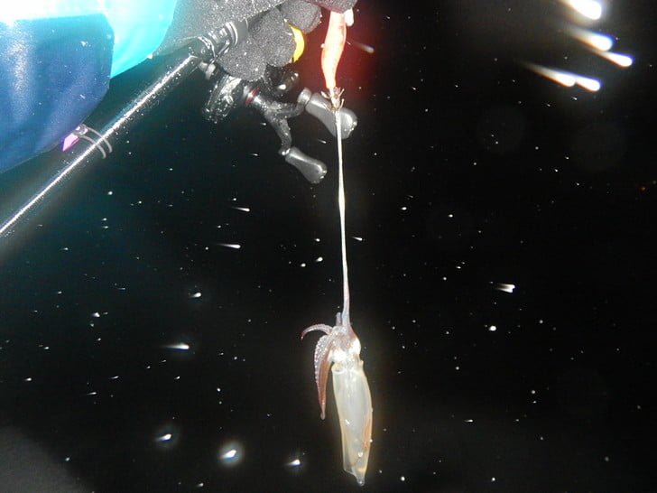 ヤリは出なさそう