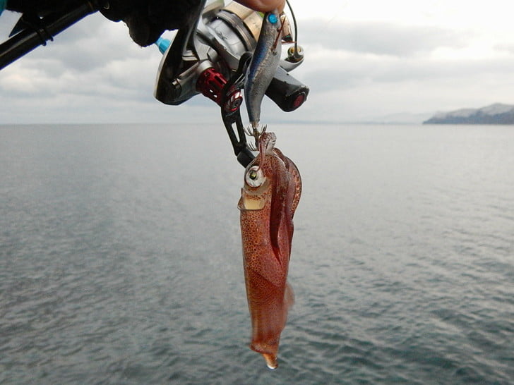 イワシシャローで