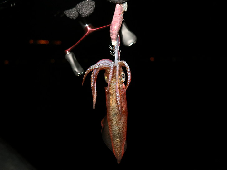 やっっとキター