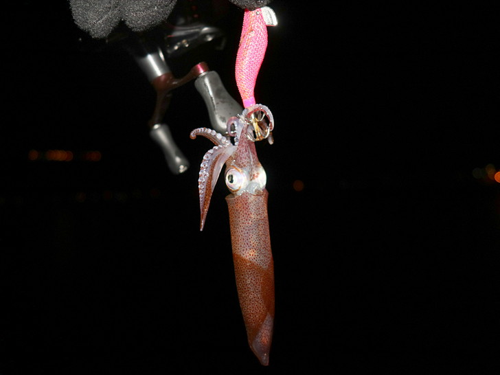 しかし、ショボい・・