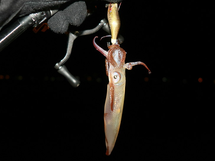 ダイワのラトルなし