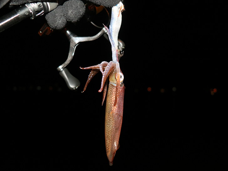 シャロー浅ダナで連発