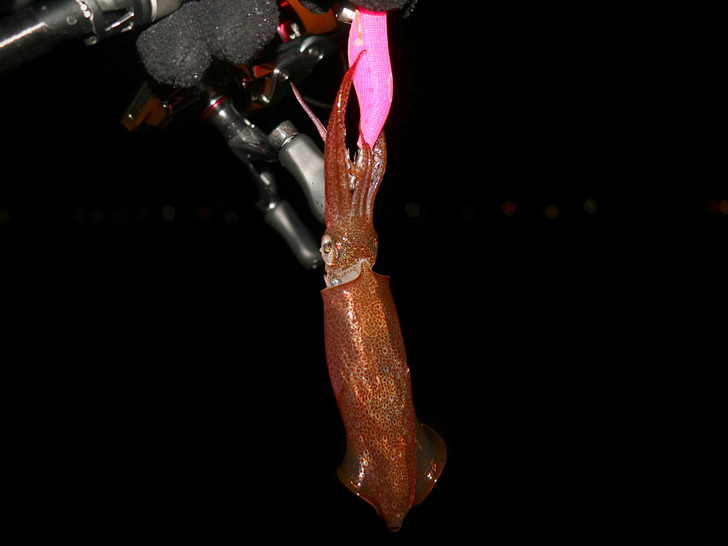 ピンクにローテ