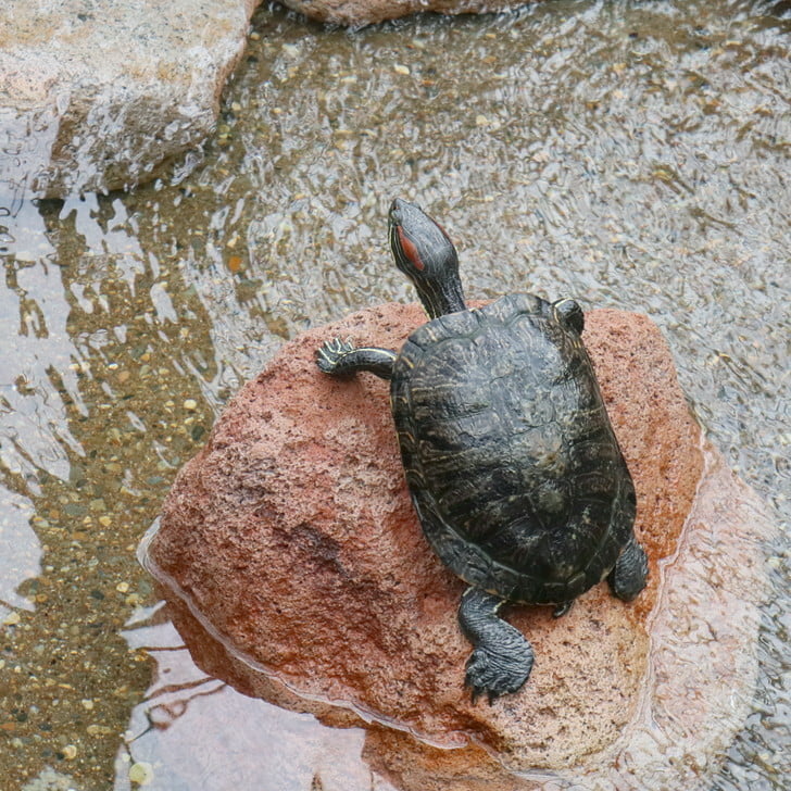[カメでおまんねん]