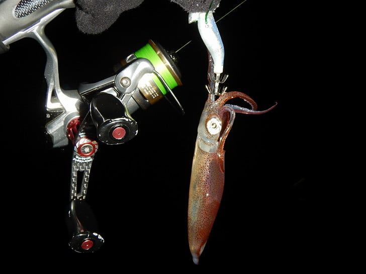 イカうすすぎ・・