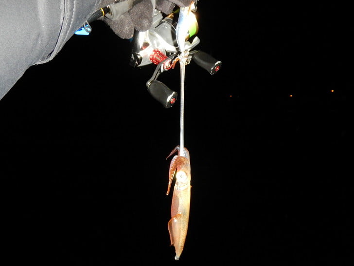 イカいるじゃん