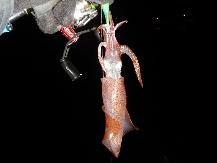 久々スッテ使用