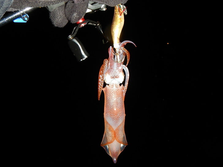 旧エメライト金リアルアジ