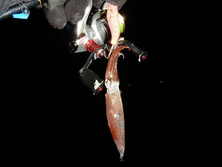 やっとエギキャッチで終了