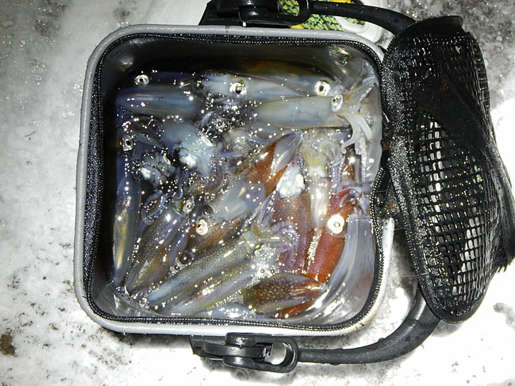 ほどよく楽しめた