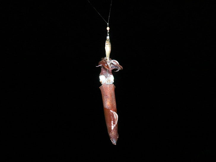 スッテ付けたらきた