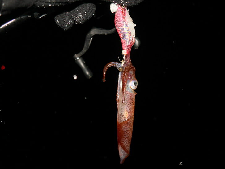 ためしにエサ巻きで・・